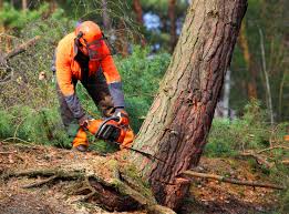 Best Utility Line Clearance  in Arlington, GA