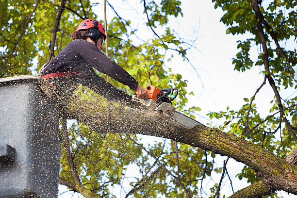 Arlington, GA Tree Care Company